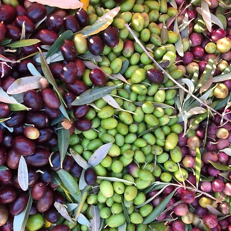 Agriturismo Suziesyard - Bed Con Cucina * צ'טונה